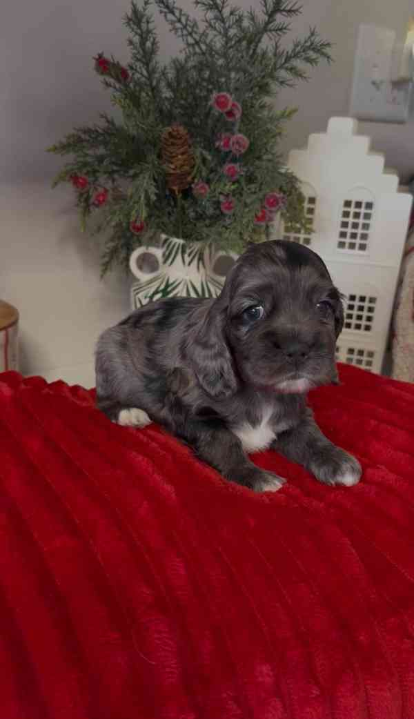 4. listopadu vrh 4 amerických kokršpanělů a štěňata budou k  - foto 5