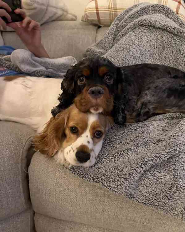 4. listopadu vrh 4 amerických kokršpanělů a štěňata budou k  - foto 1