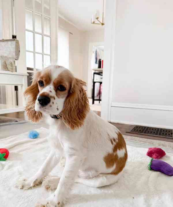 4. listopadu vrh 4 amerických kokršpanělů a štěňata budou k  - foto 3