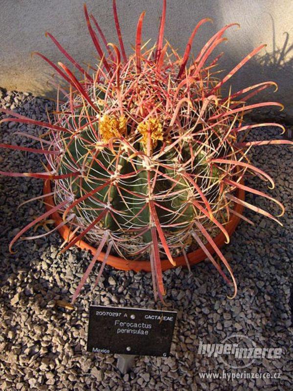 kaktus Ferocactus peninsulae - semena - foto 1