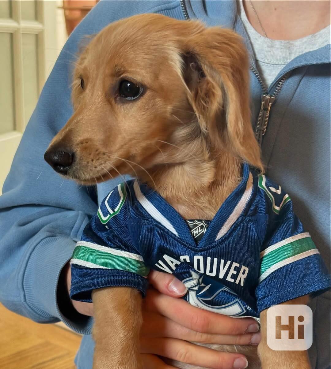 štěně jezevčíka - foto 1