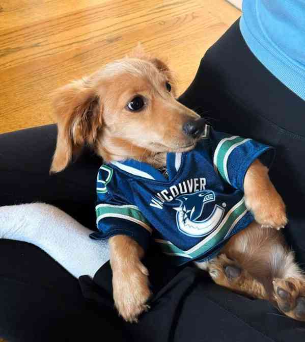 štěně jezevčíka - foto 2