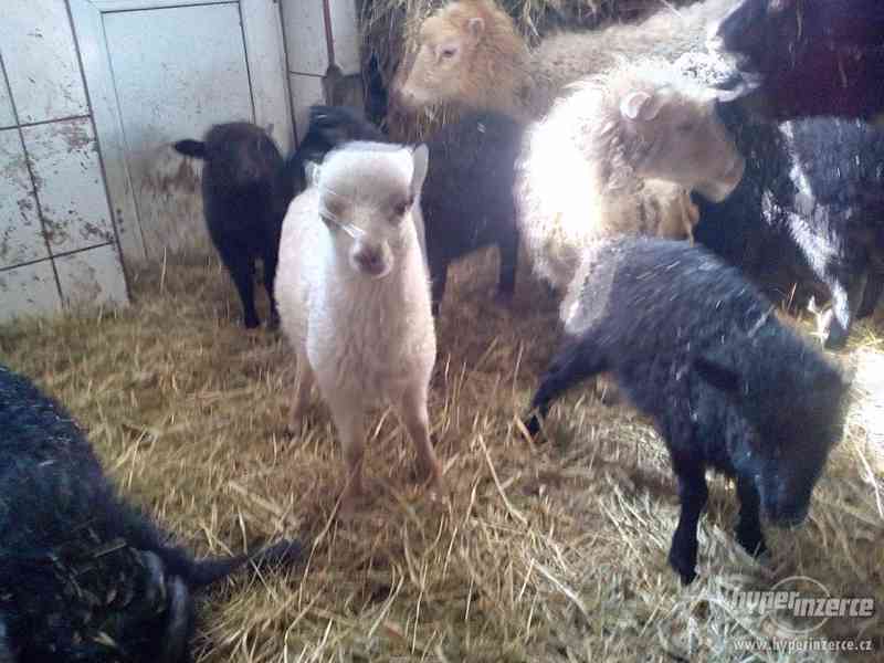 Kvesantske zakrslé ovce - foto 1