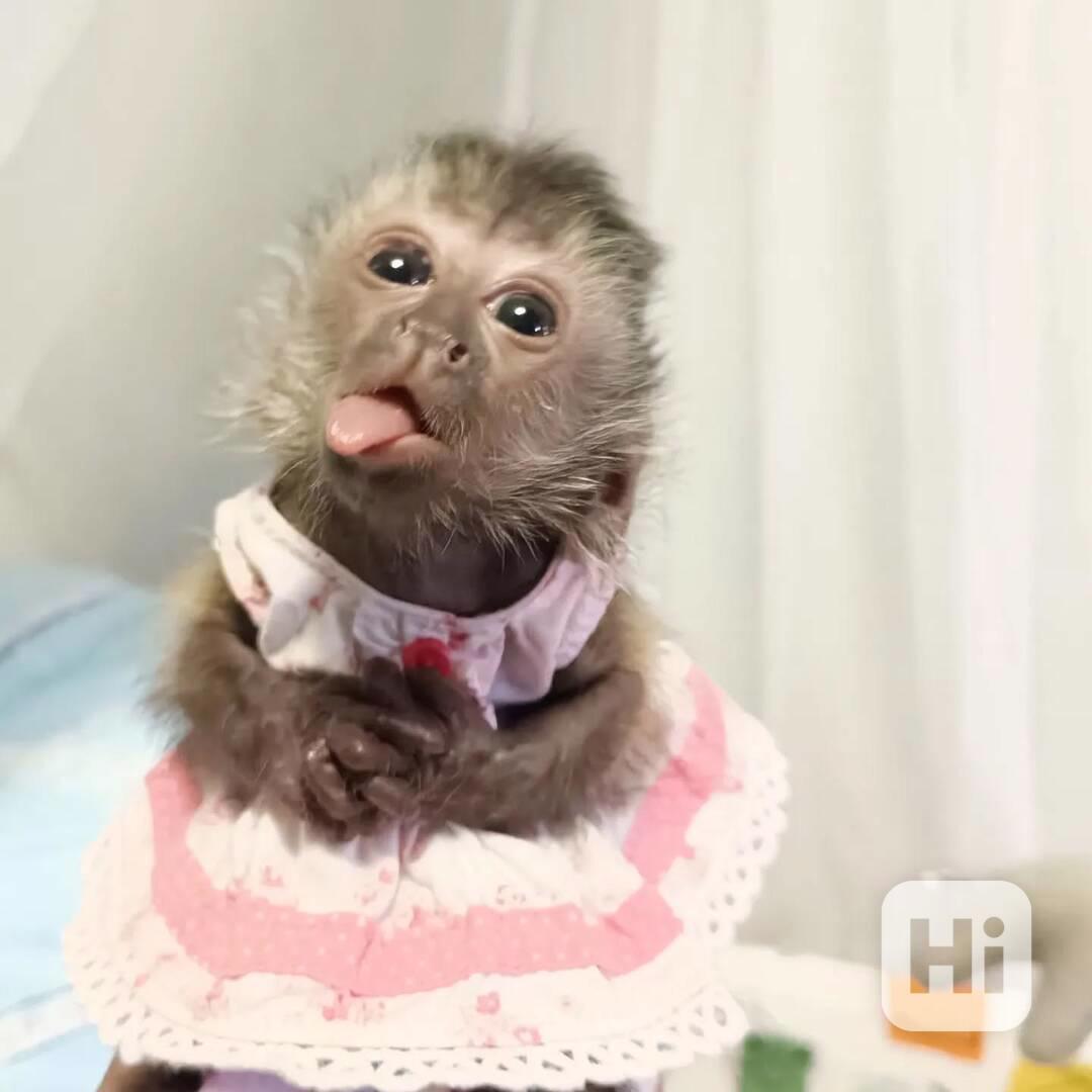 🐒 Chytré kapucínské opice na prodej - foto 1
