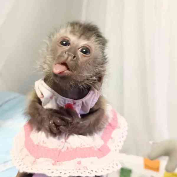 🐒 Chytré kapucínské opice na prodej