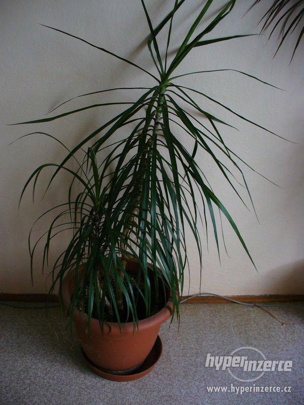 DRACENA - foto 7