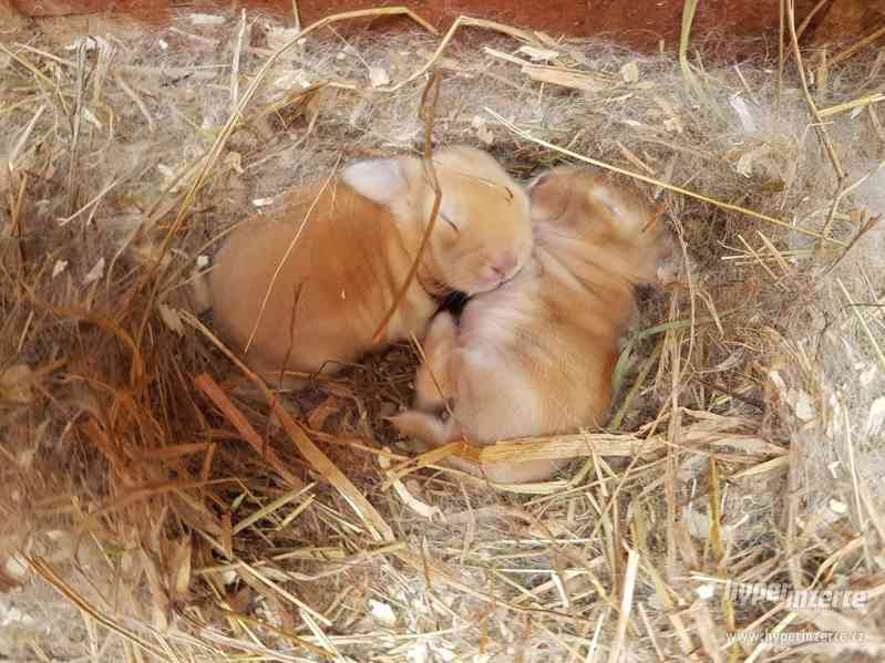 Nádherní trpasličí králíčci - beránci KRÁLÍK BERÁNEK - foto 1