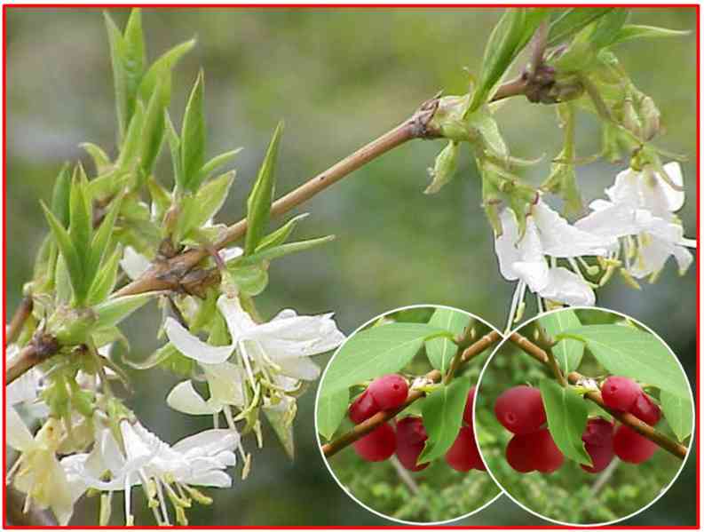 LONICERA FRAGRANTISSIMA - SEMENA - foto 1