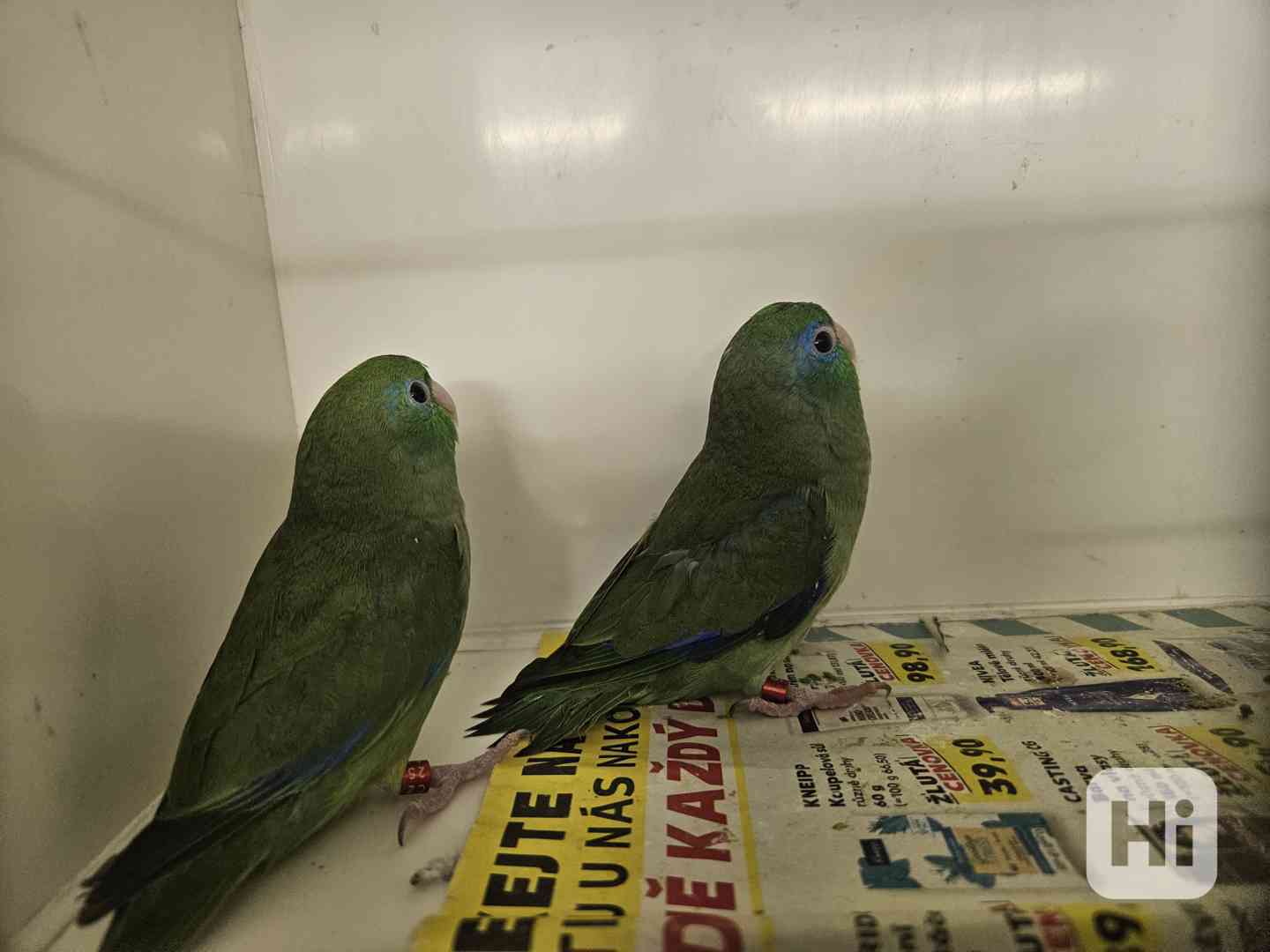 Papoušíček brýlatý  - foto 1