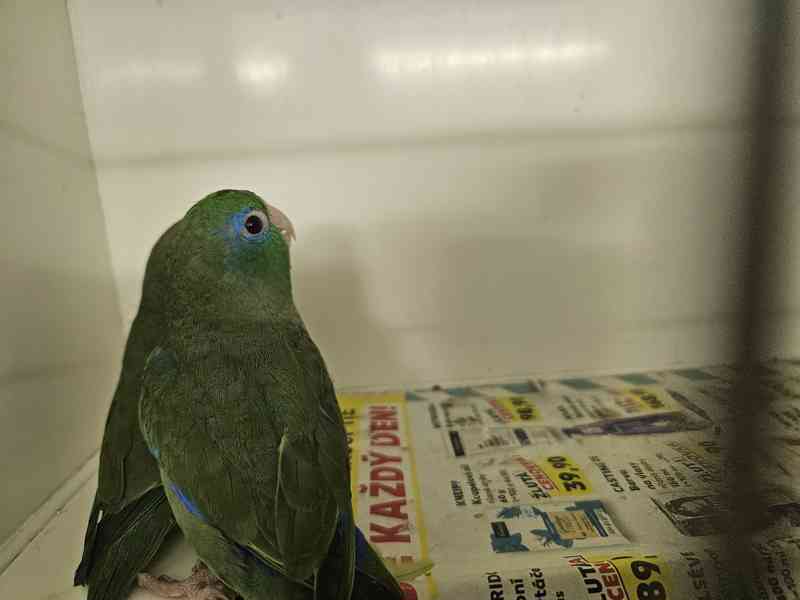 Papoušíček brýlatý  - foto 3