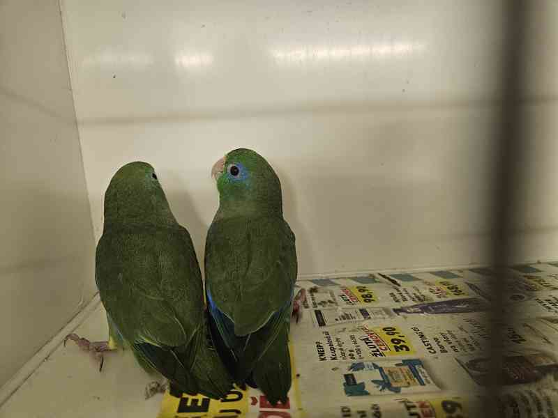 Papoušíček brýlatý  - foto 2