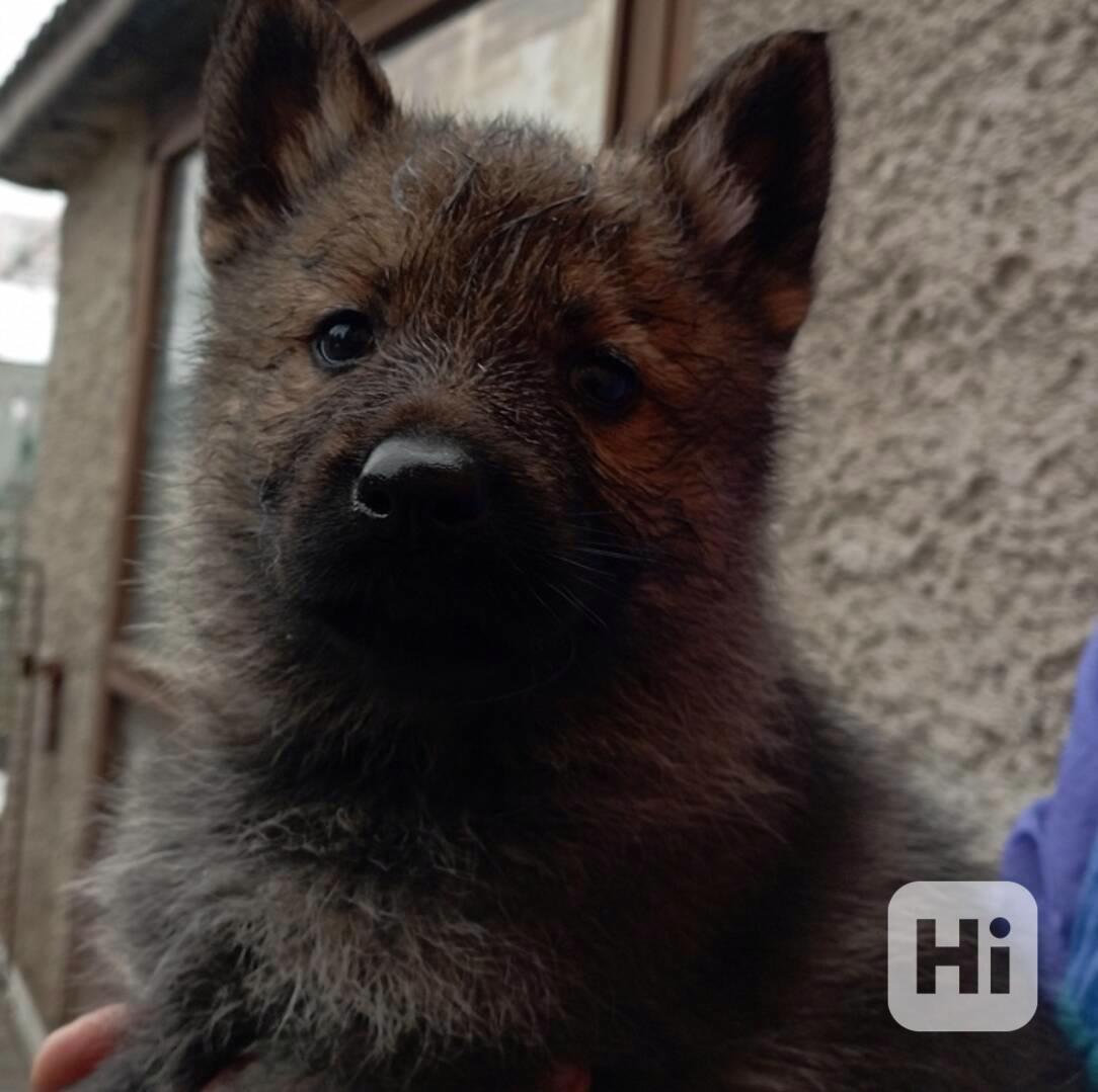 Německý ovčák štěnata s pp - foto 1