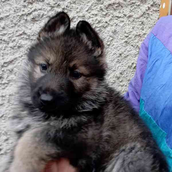 Německý ovčák štěnata s pp - foto 6