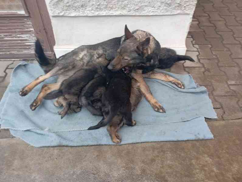 Německý ovčák štěnata s pp - foto 4