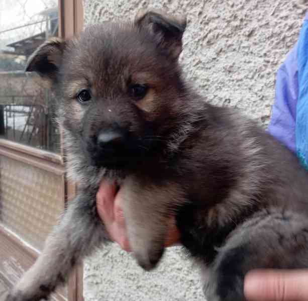 Německý ovčák štěnata s pp - foto 5