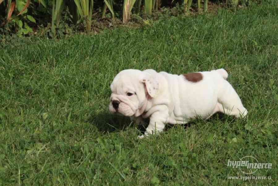 Anglický buldog - foto 2