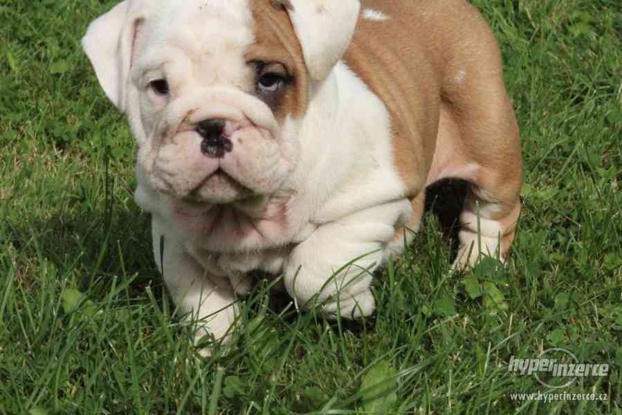 Anglický buldog - foto 3