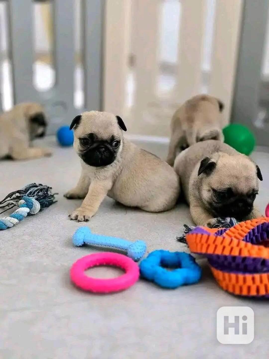 vánoční dárek Dárek zdarma  krásná štěňata mopse k adopci  - foto 1