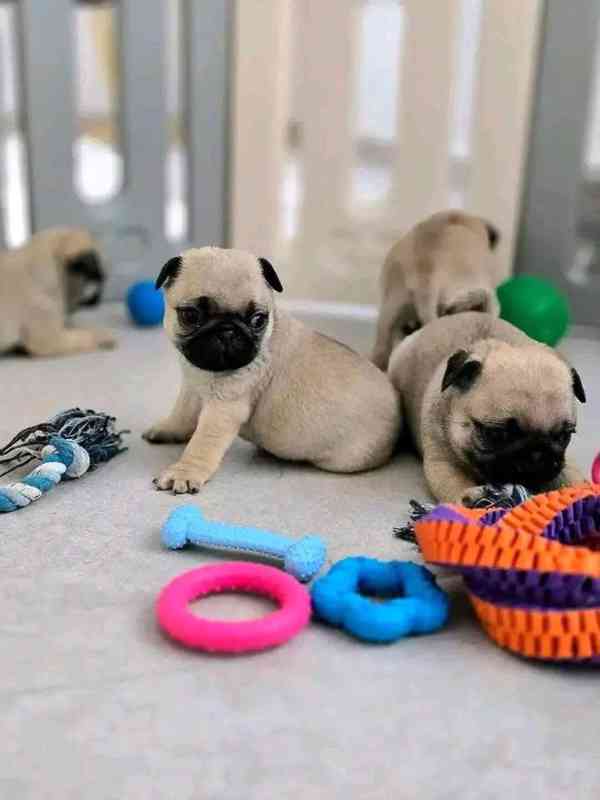 vánoční dárek Dárek zdarma  krásná štěňata mopse k adopci 