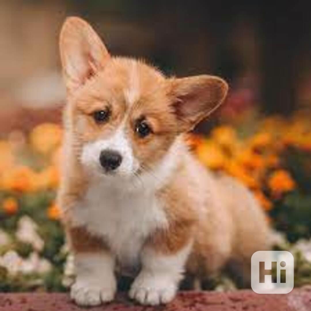 Štěňata Pembroke Welsh Corgi Štěňata Pembroke Welsh Corgi js - foto 1