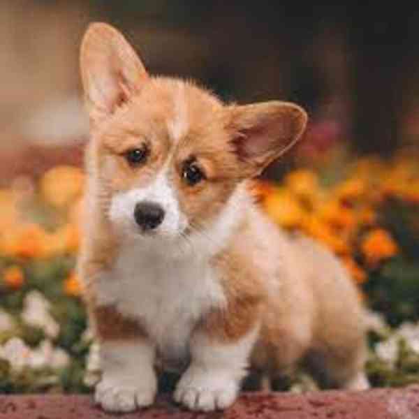 Štěňata Pembroke Welsh Corgi Štěňata Pembroke Welsh Corgi js - foto 1