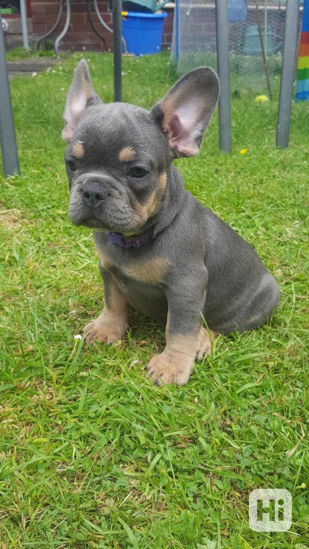 Štěňata francouzského buldočka jsou ihned k odběru - foto 1