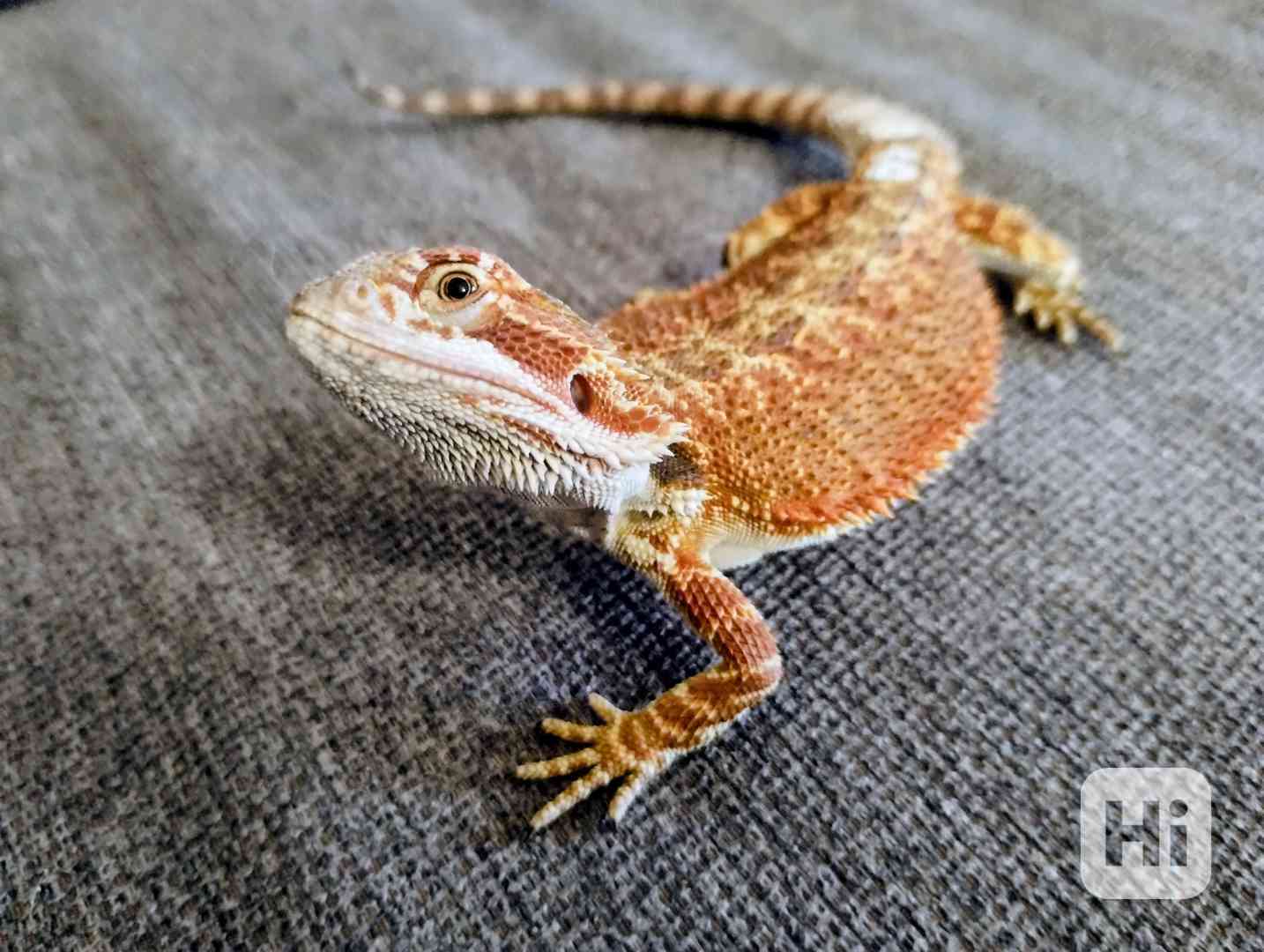 Agama vousatá  - foto 1