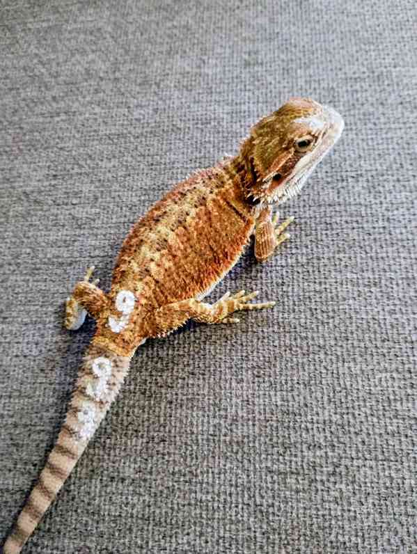 Agama vousatá  - foto 4