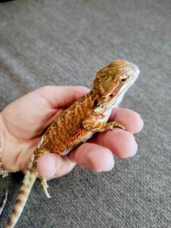 Agama vousatá  - foto 7