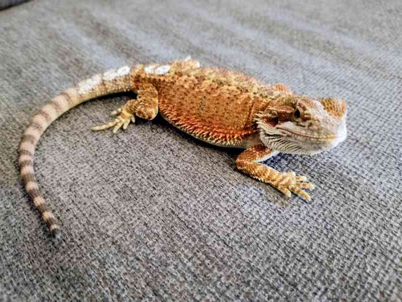 Agama vousatá  - foto 8