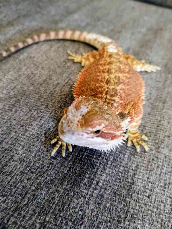 Agama vousatá  - foto 2