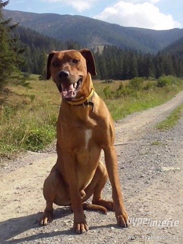 Rhodéský Ridgeback-štěně - foto 5