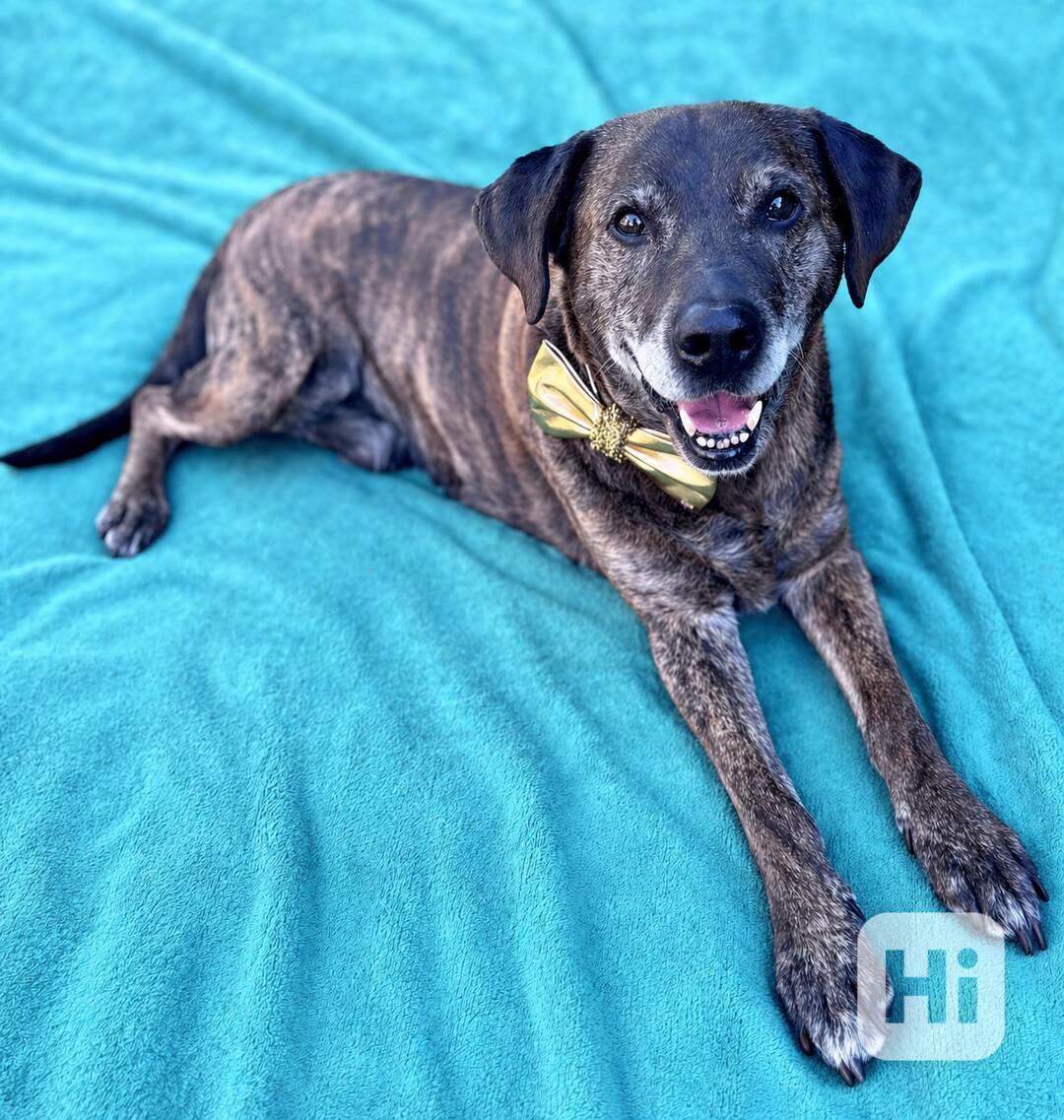 ARČÍ - 27 kg, kastrovaný psík 11 let - foto 1