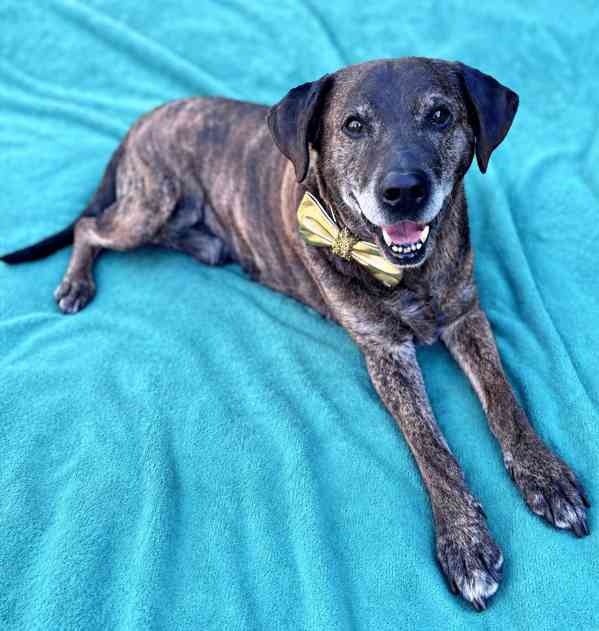 ARČÍ - 27 kg, kastrovaný psík 11 let - foto 1