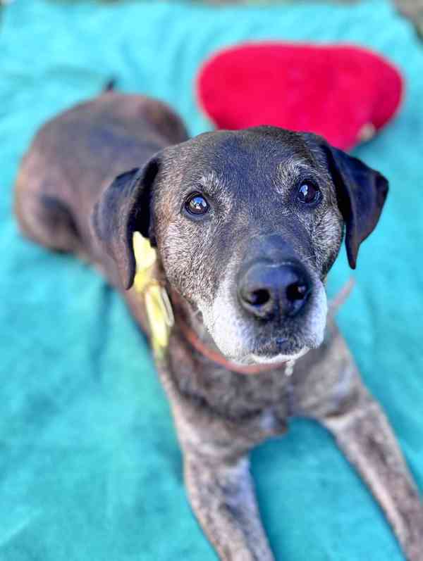 ARČÍ - 27 kg, kastrovaný psík 11 let - foto 3