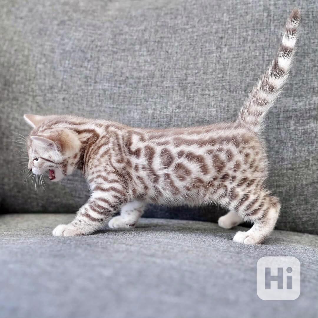 Seznamte se s vaším novým nejlepším přítelem – Koťata k disp - foto 1