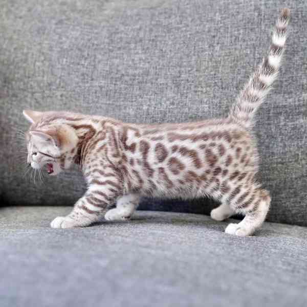 Seznamte se s vaším novým nejlepším přítelem – Koťata k disp - foto 1