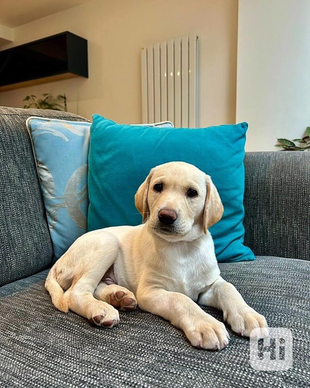 Rozkošná štěňátka labradorů - foto 1