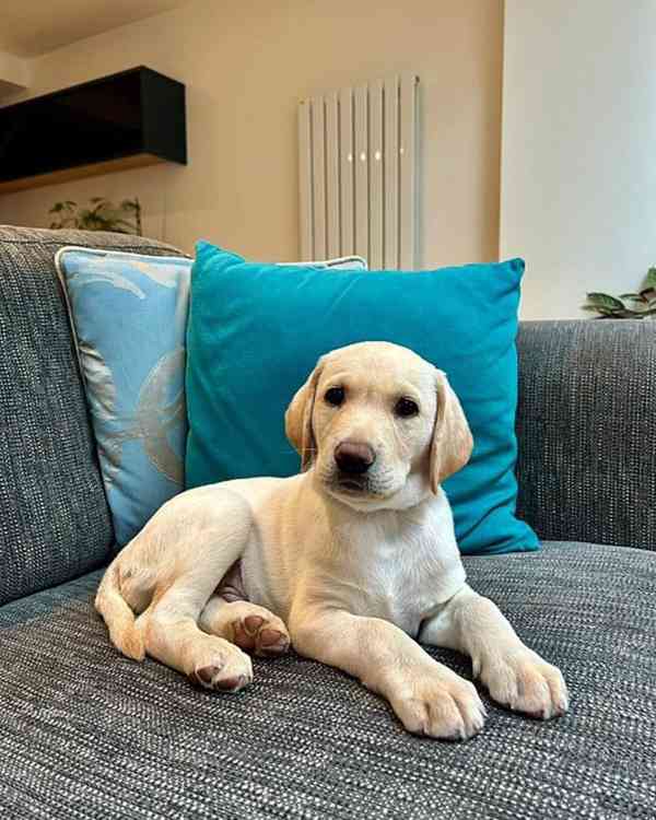 Rozkošná štěňátka labradorů - foto 1