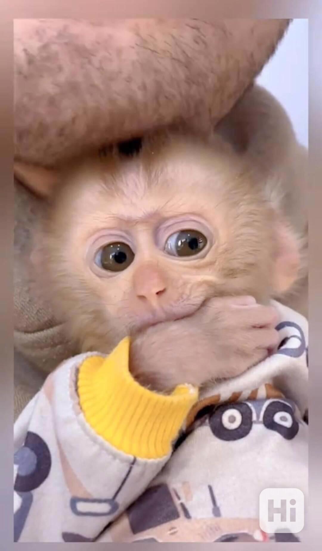 kapucínské opice k adoptaci - foto 1