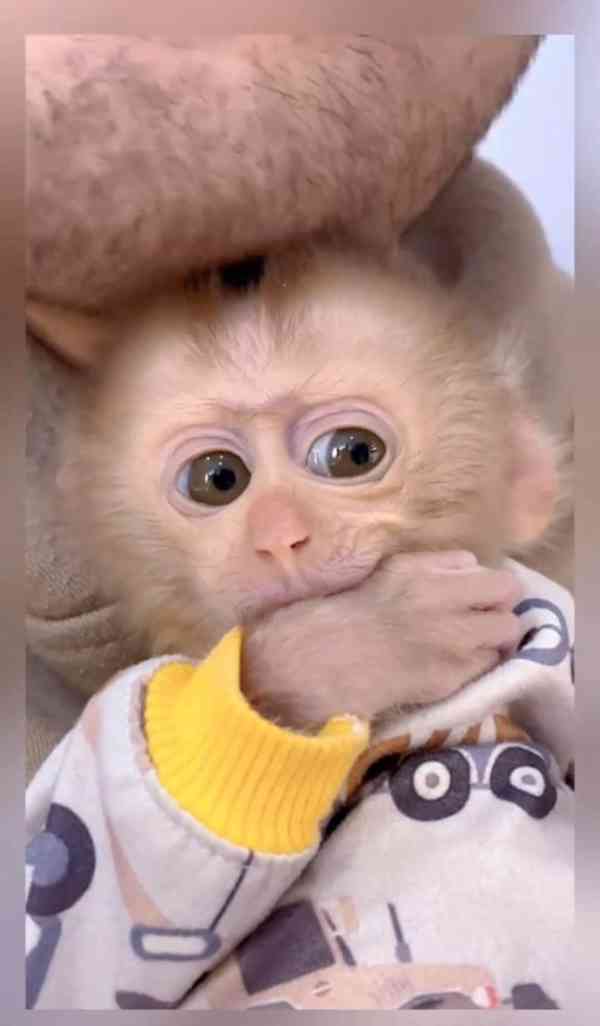 kapucínské opice k adoptaci - foto 1