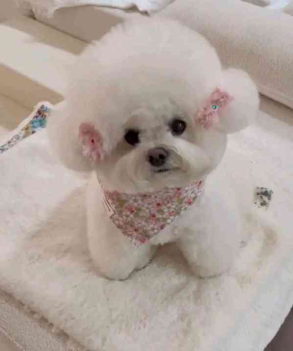 Prodáváme štěňata čistokrevného bišonka. - foto 2