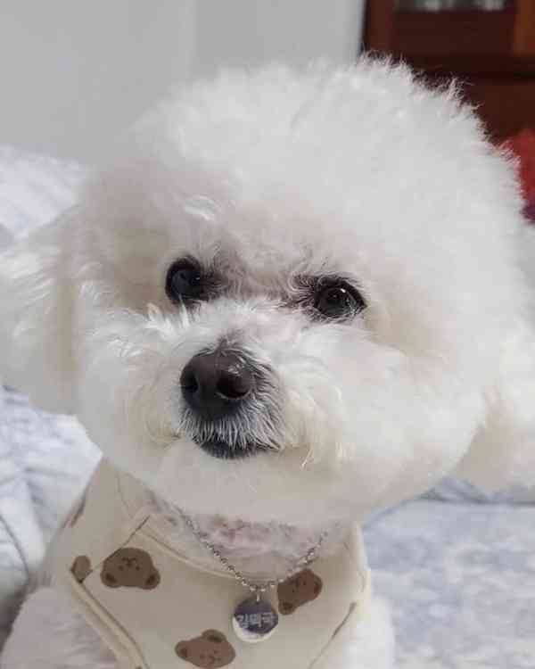 Prodáváme štěňata čistokrevného bišonka. - foto 3