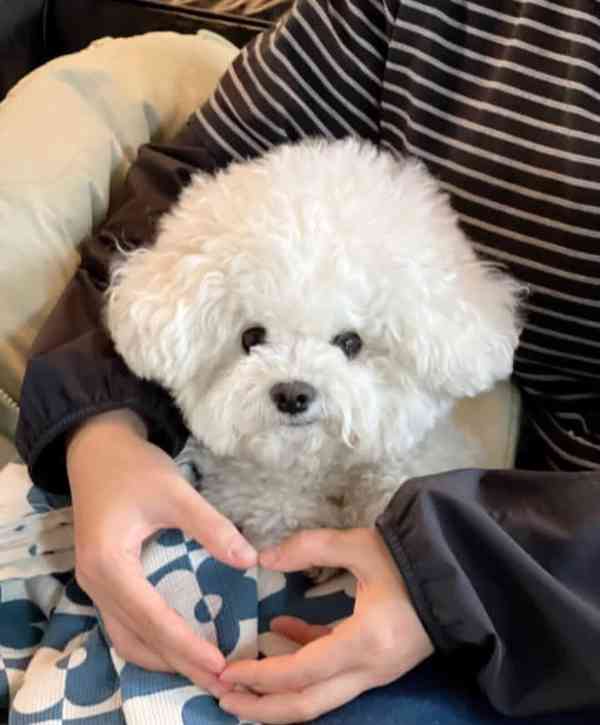 Prodáváme štěňata čistokrevného bišonka. - foto 4