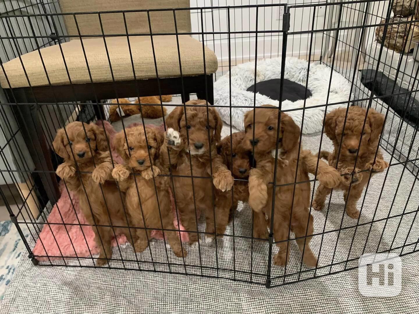 Prodám štěňata Ruby s PP Prodám kavalír king charles španěl  - foto 1