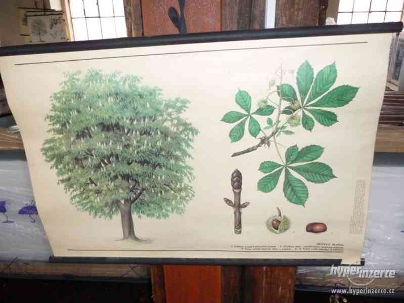 Školní nástěnné obrazy - foto 5