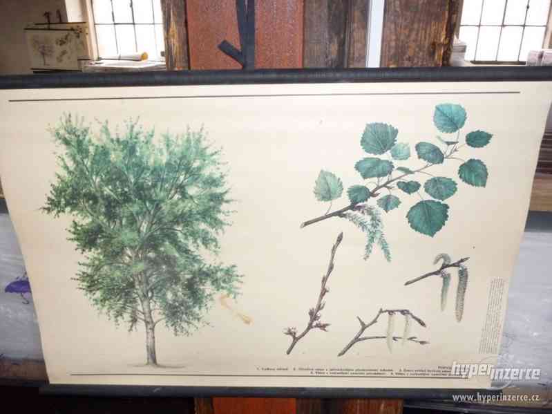 Školní nástěnné obrazy - foto 8