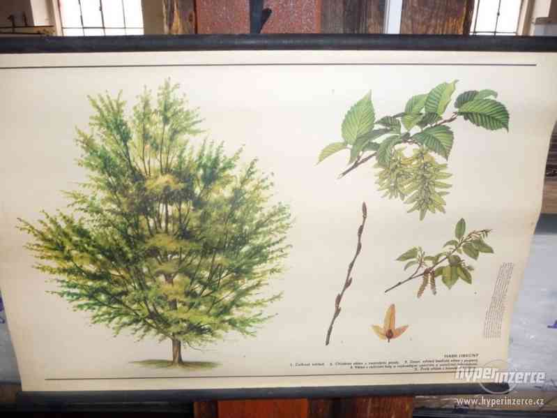 Školní nástěnné obrazy - foto 10