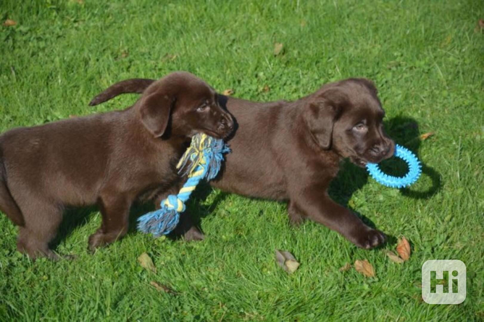 Labrador Retriever štěňata - foto 1