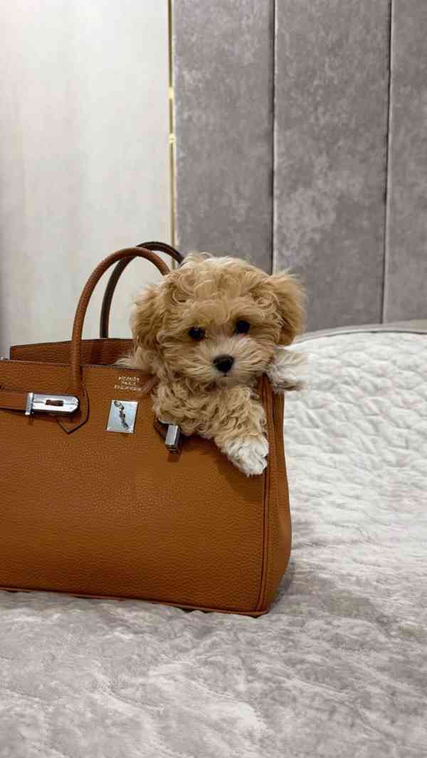 Máme na prodej štěňátka Maltipoo. - foto 2